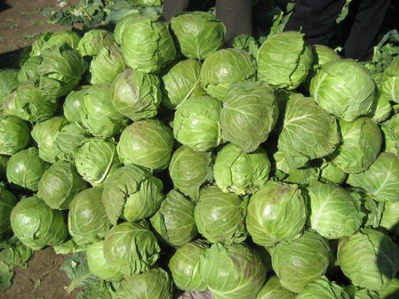 湖北包菜精品圆包菜大量上市一手货源全国发货