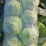 湖北包菜精品圆包菜大量上市一手货源全国发货