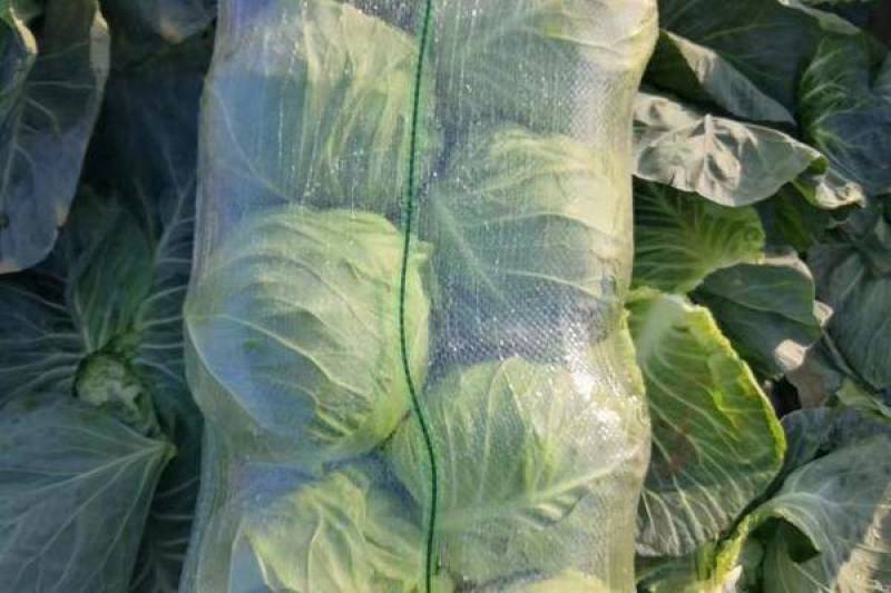 湖北包菜精品圆包菜大量上市一手货源全国发货