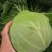湖北包菜精品圆包菜大量上市一手货源全国发货