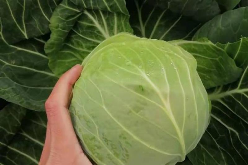 湖北包菜精品圆包菜大量上市一手货源全国发货