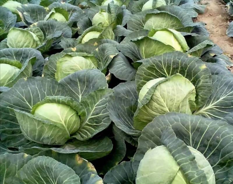 湖北包菜精品圆包菜大量上市一手货源全国发货