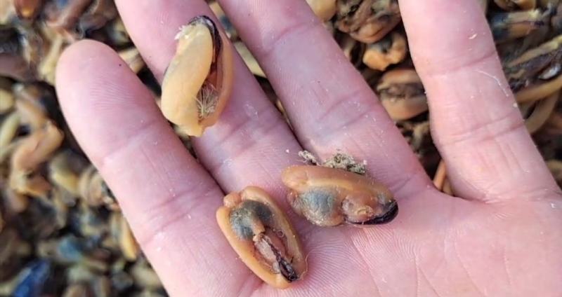 海虹干淡菜干干度足干，靓货干净无杂质一手货源支持一件代发