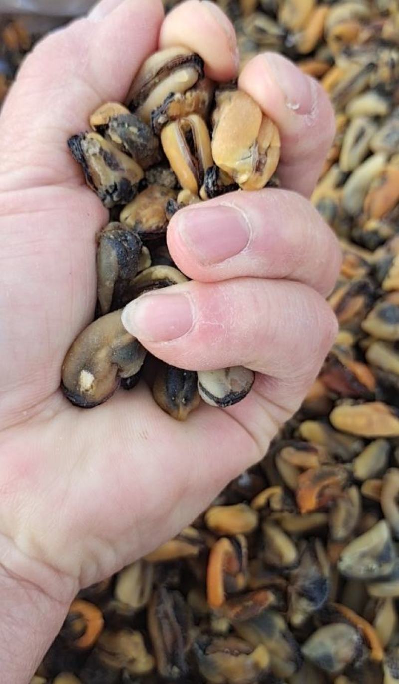 海虹干淡菜干干度足干，靓货干净无杂质一手货源支持一件代发