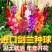 浓香型进口剑兰种球根庭院种子唐菖蒲球根盆栽花卉四季开花期
