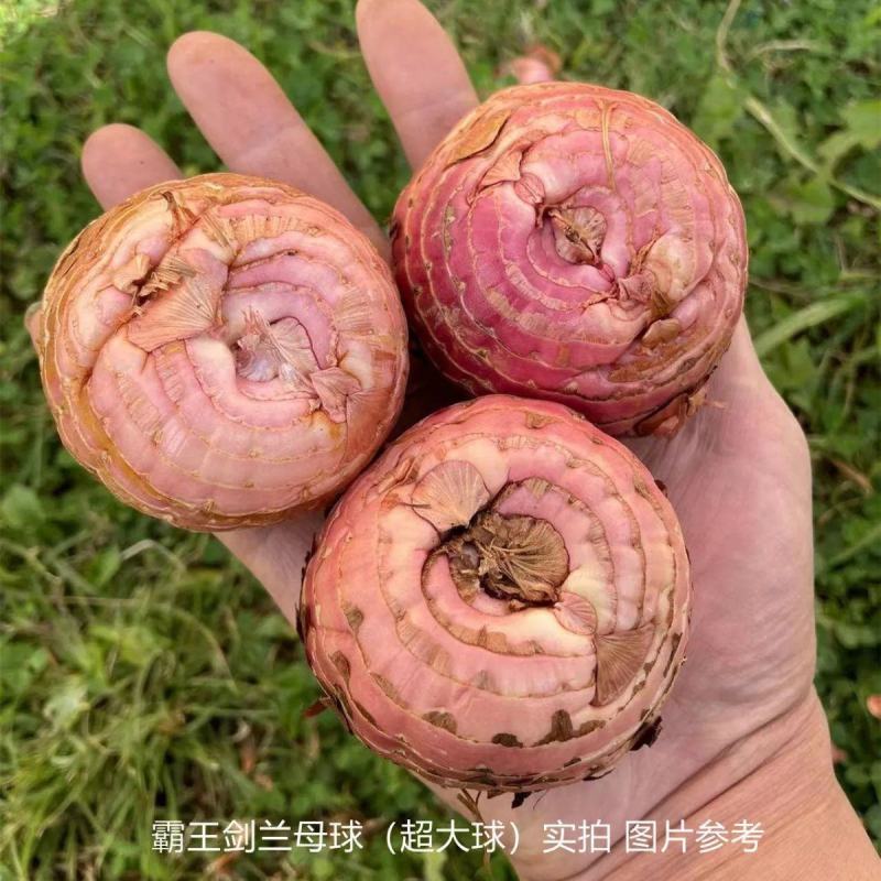 浓香型进口剑兰种球根庭院种子唐菖蒲球根盆栽花卉四季开花期