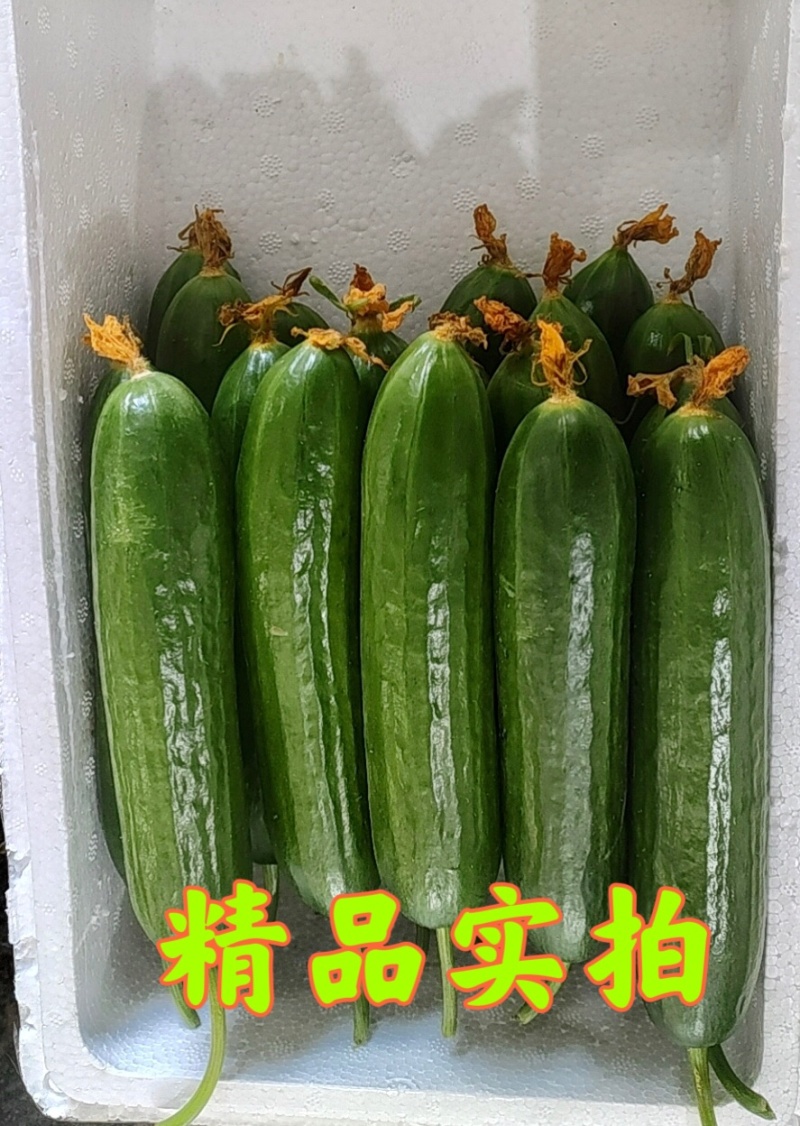 现摘水果黄瓜新鲜无刺3斤5斤20斤电商一件代发批发电联