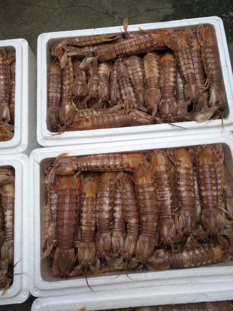 皮皮虾、码头一手货源、满足客户一切要求、量大从优