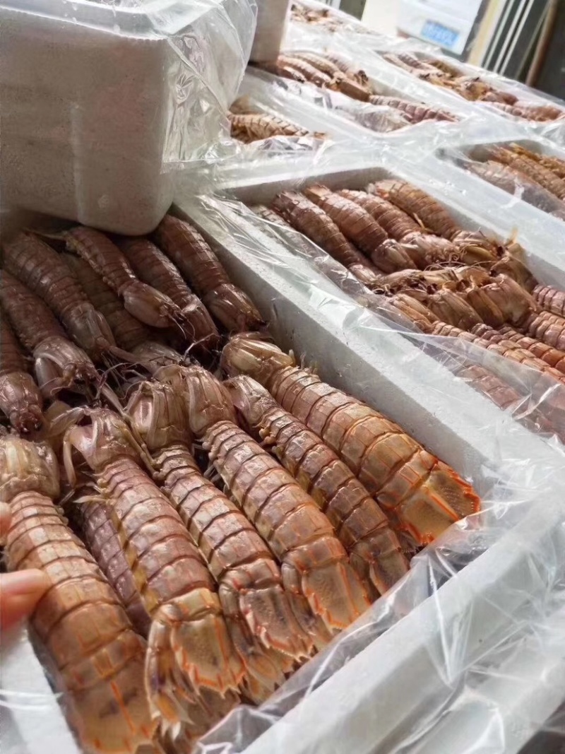 皮皮虾、码头一手货源、满足客户一切要求、量大从优