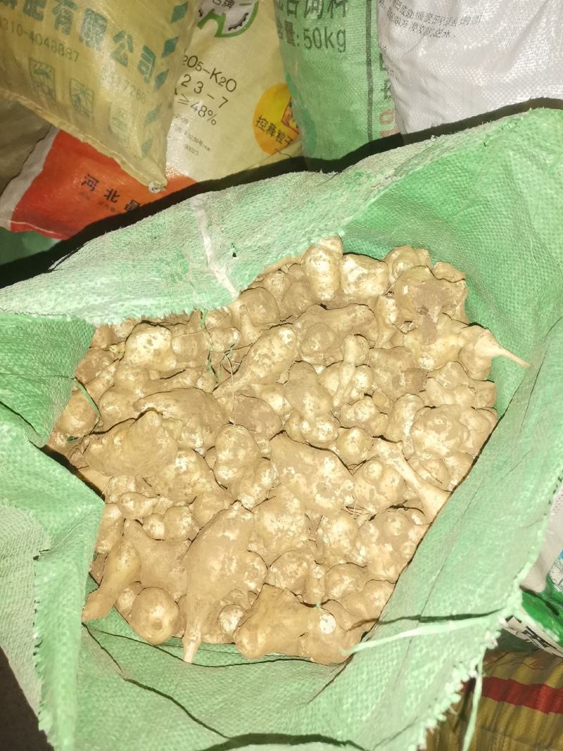 洋姜鬼子姜菊芋收售