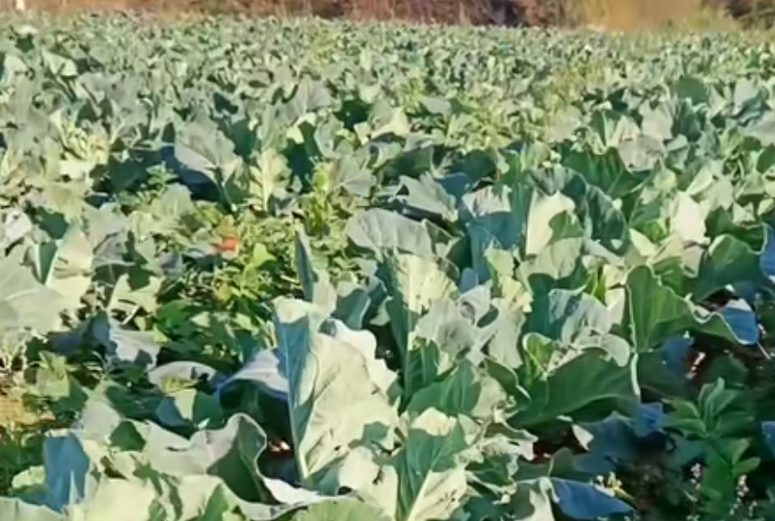菜花田间管理实景图