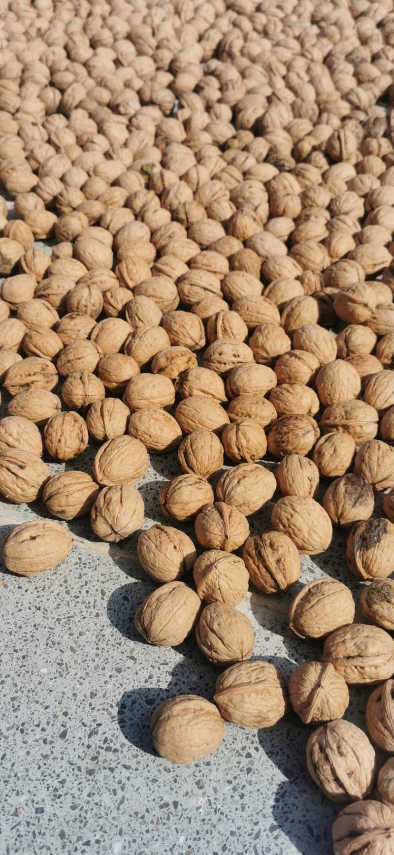 千亩纯清香基地直供全国各地，口感十足，仁白仁饱。