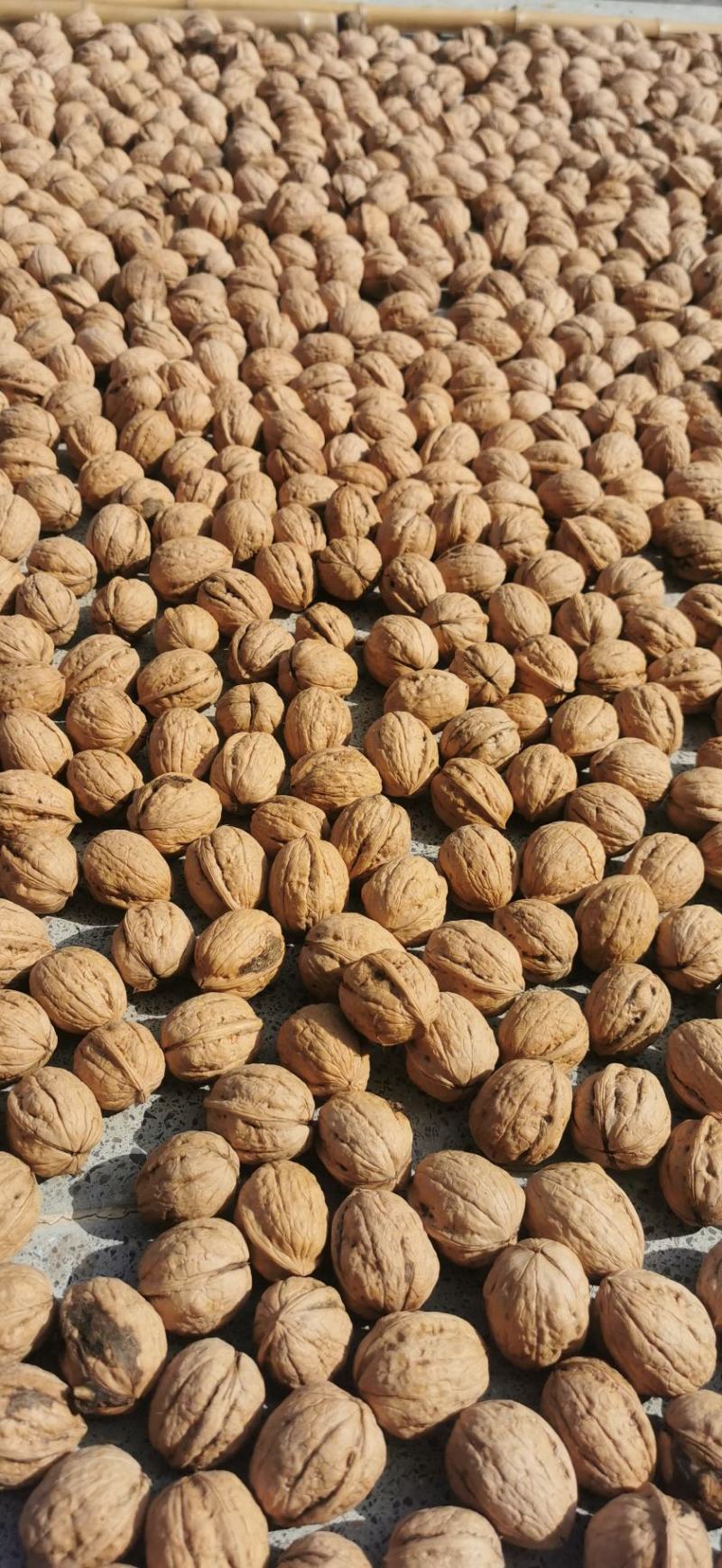 千亩纯清香基地直供全国各地，口感十足，仁白仁饱。