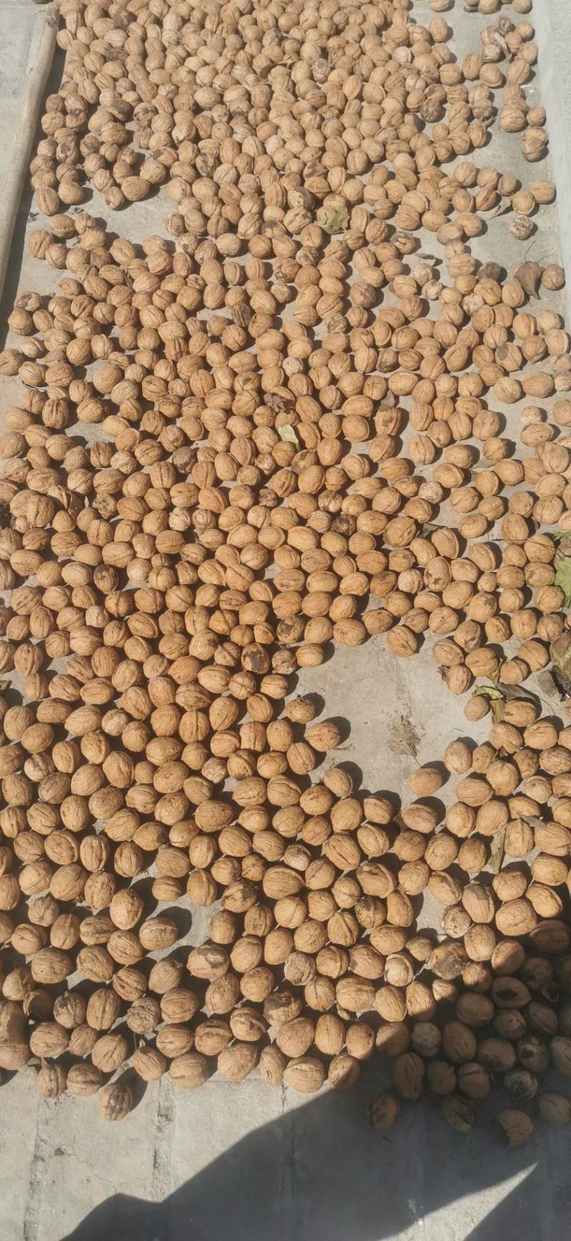千亩纯清香基地直供全国各地，口感十足，仁白仁饱。
