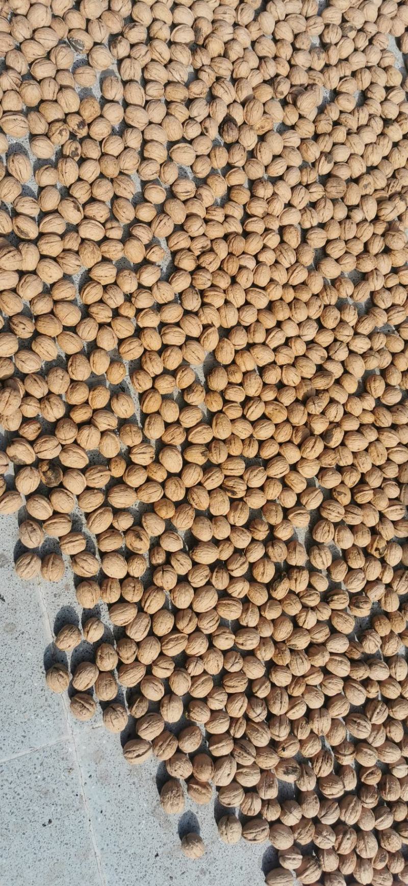 千亩纯清香基地直供全国各地，口感十足，仁白仁饱。