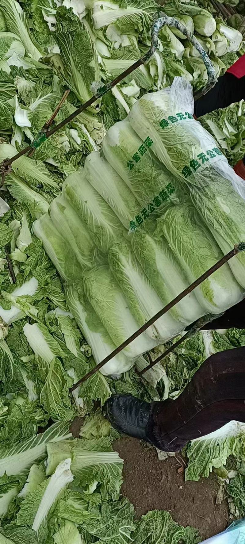 黄心白菜，品种北京3号大量上市价格不高质量好