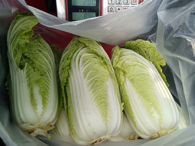 黄心白菜，品种北京3号大量上市价格不高质量好