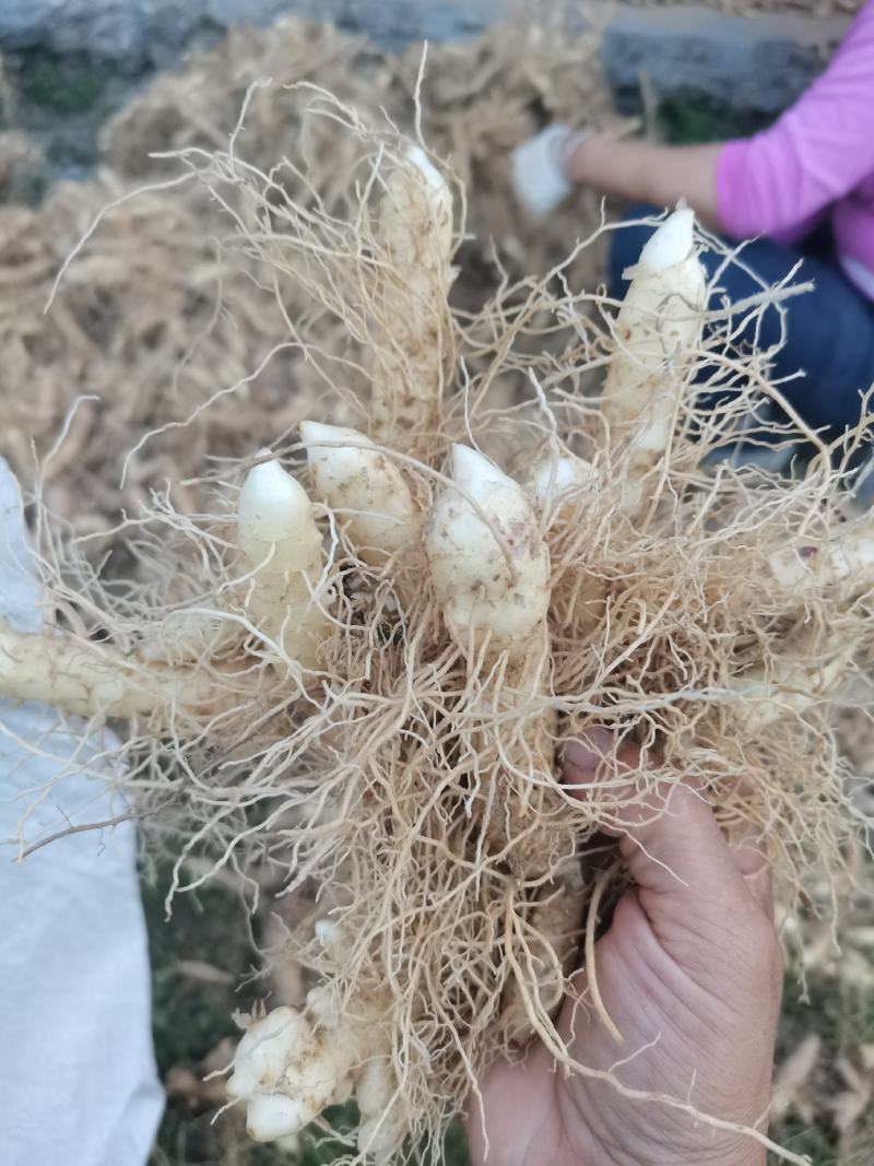 玉竹