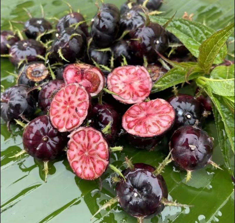 高价值功能水果/红果参/蜘蛛果/基地直发