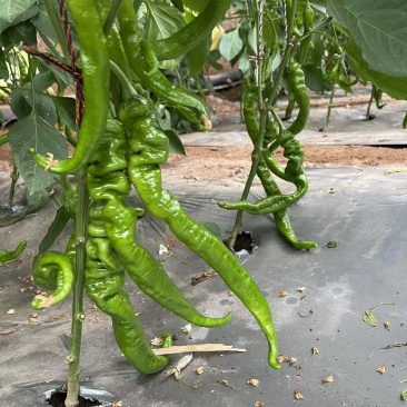 螺丝椒每天3看万斤