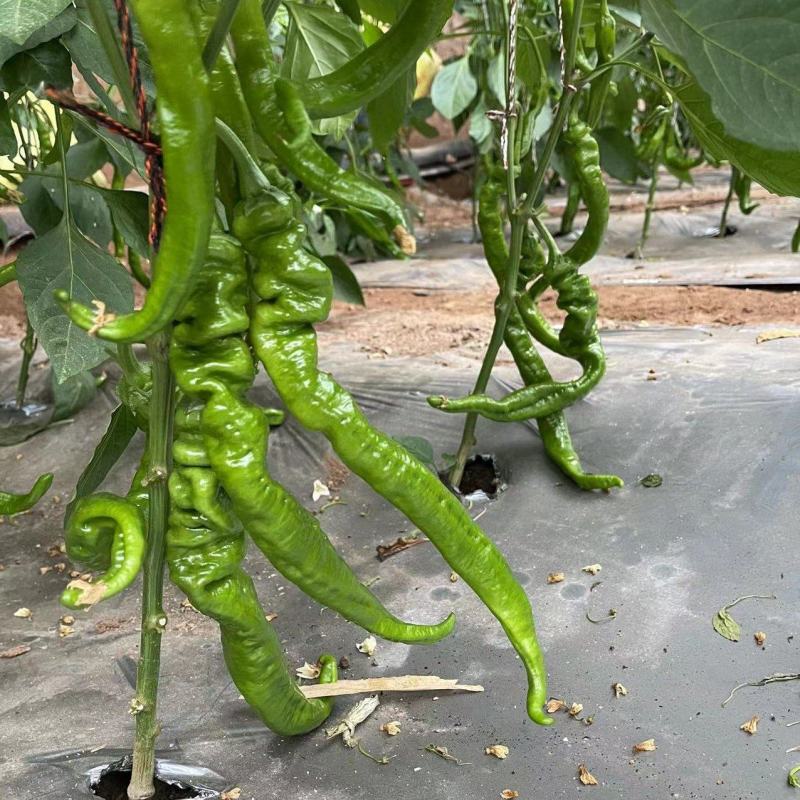 螺丝椒每天3看万斤