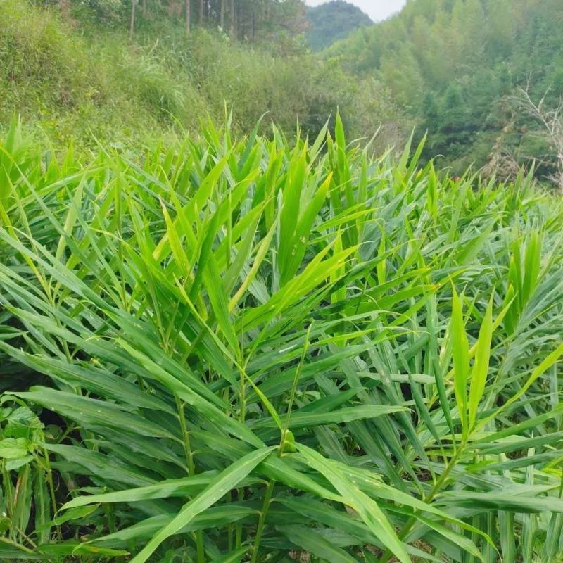 姜苗干干姜叶女人做月子洗头泡脚用宝宝感冒洗澡散风寒泡