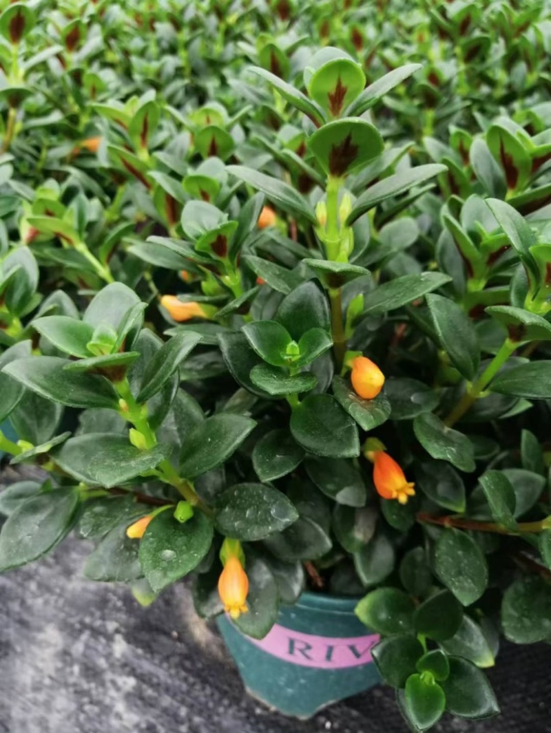 金鱼花吊兰室内好养四季开花吸甲醛绿色植物