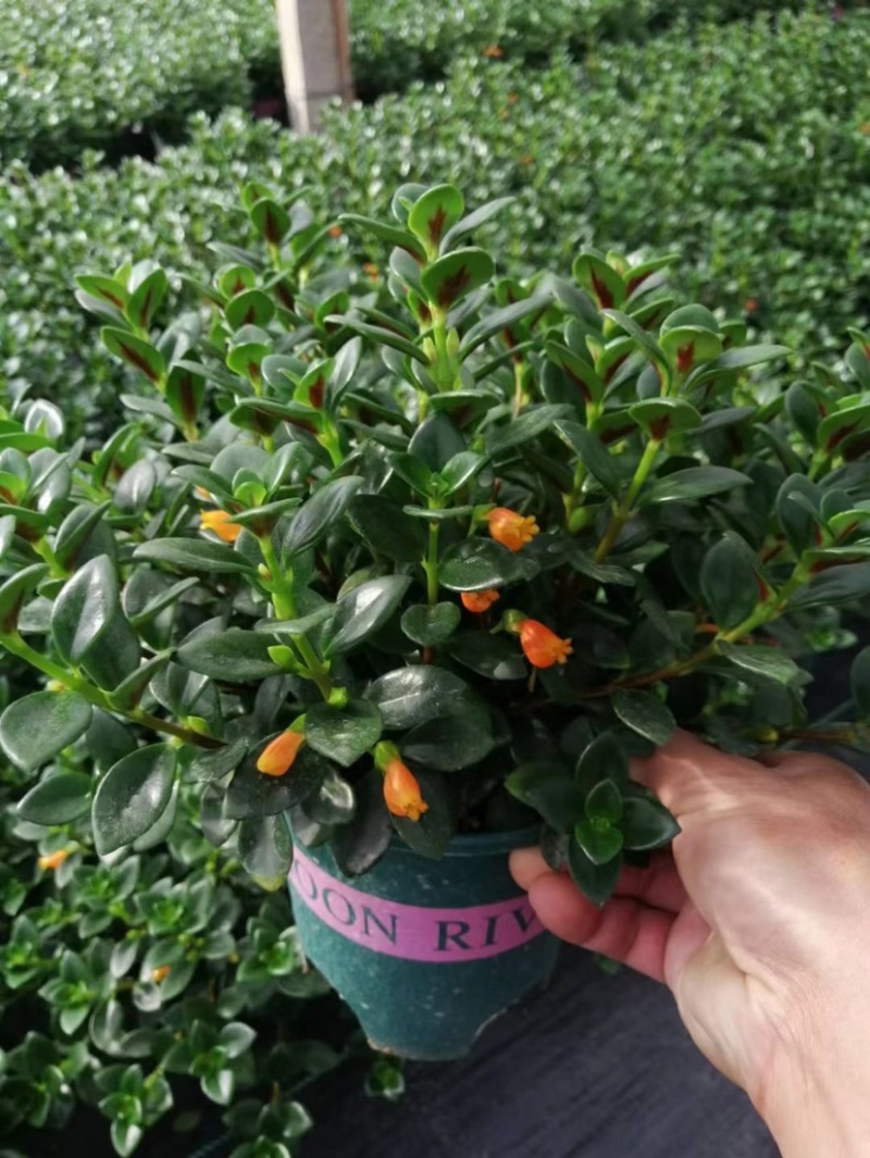 金鱼花吊兰室内好养四季开花吸甲醛绿色植物
