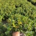 金鱼花吊兰室内好养四季开花吸甲醛绿色植物