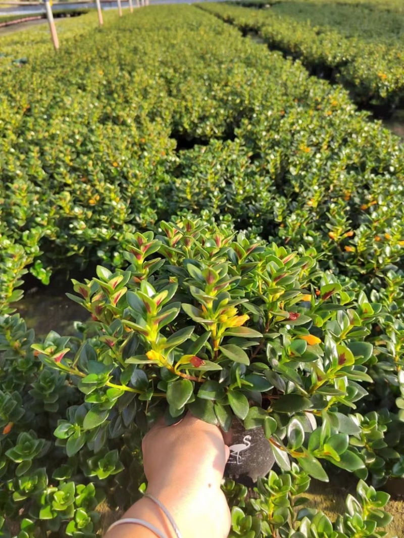 金鱼花吊兰室内好养四季开花吸甲醛绿色植物