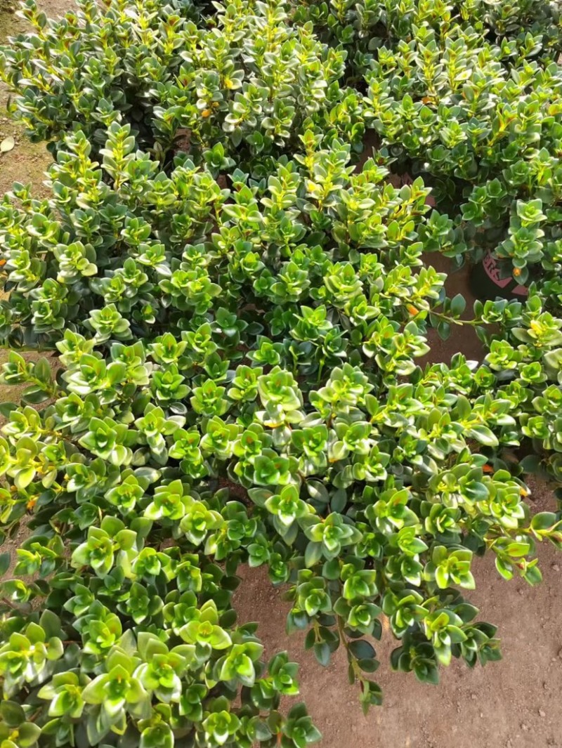 金鱼花吊兰室内好养四季开花吸甲醛绿色植物