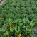 金鱼花吊兰室内好养四季开花吸甲醛绿色植物
