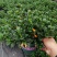 金鱼花吊兰室内好养四季开花吸甲醛绿色植物