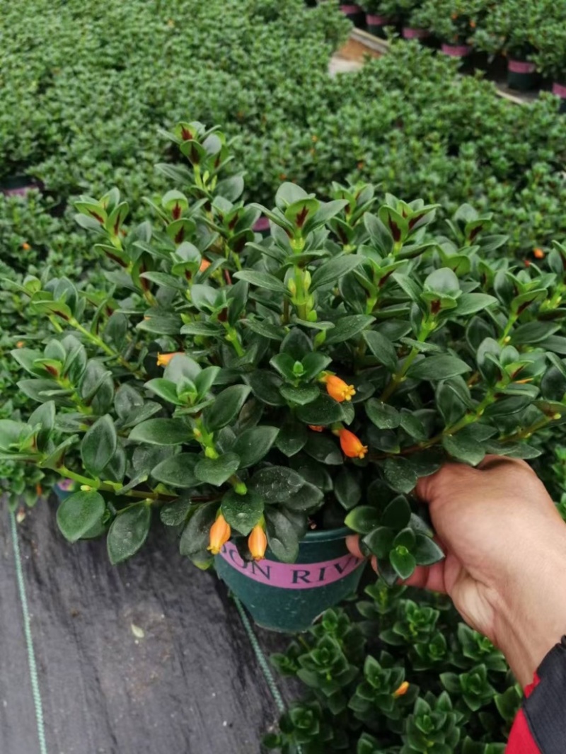 金鱼花吊兰室内好养四季开花吸甲醛绿色植物