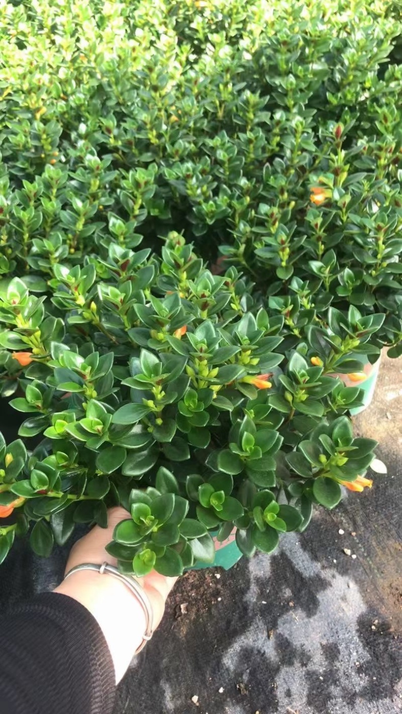 金鱼花吊兰室内好养四季开花吸甲醛绿色植物