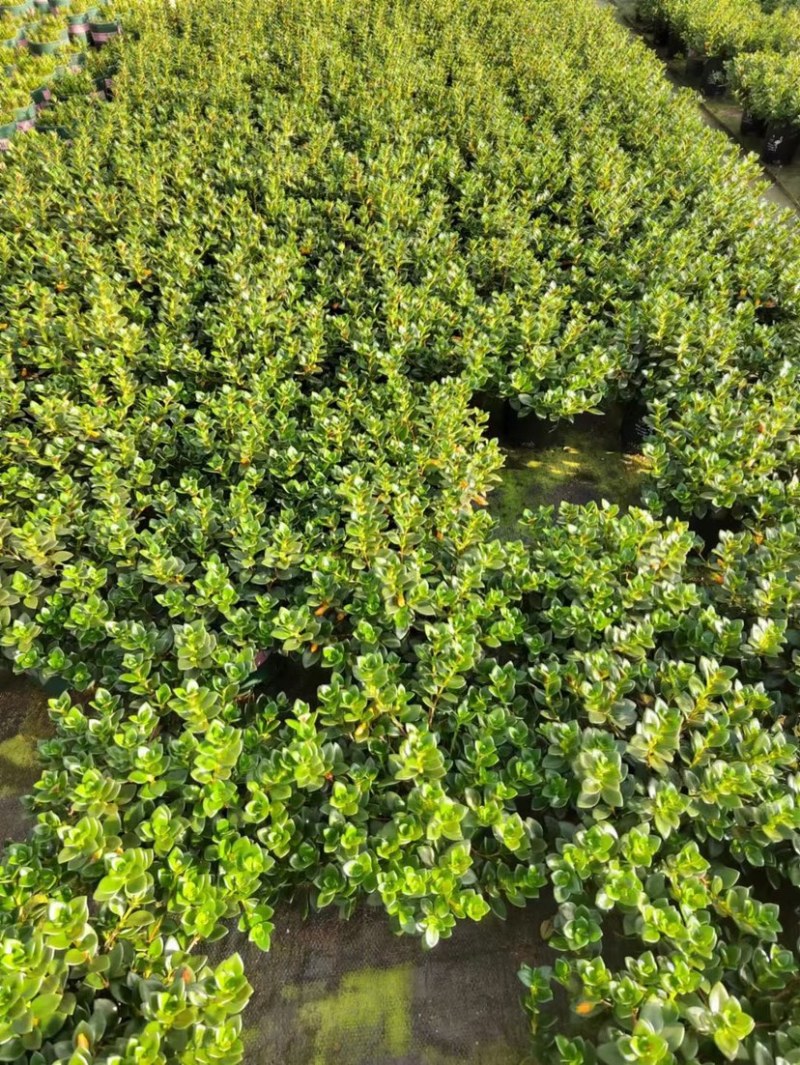 金鱼花吊兰室内好养四季开花吸甲醛绿色植物