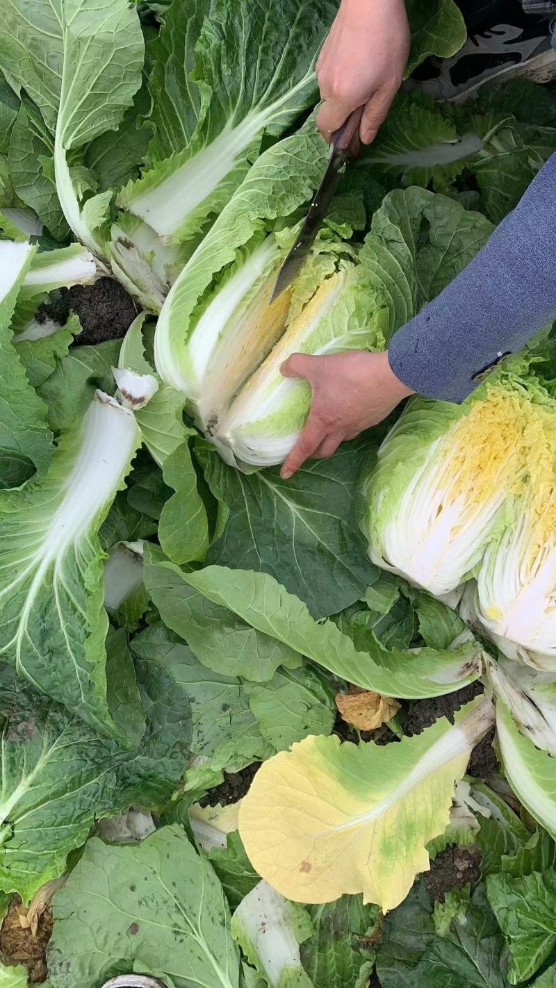 黄心大白菜湖北产地直发，可视频看货发货，诚信为本