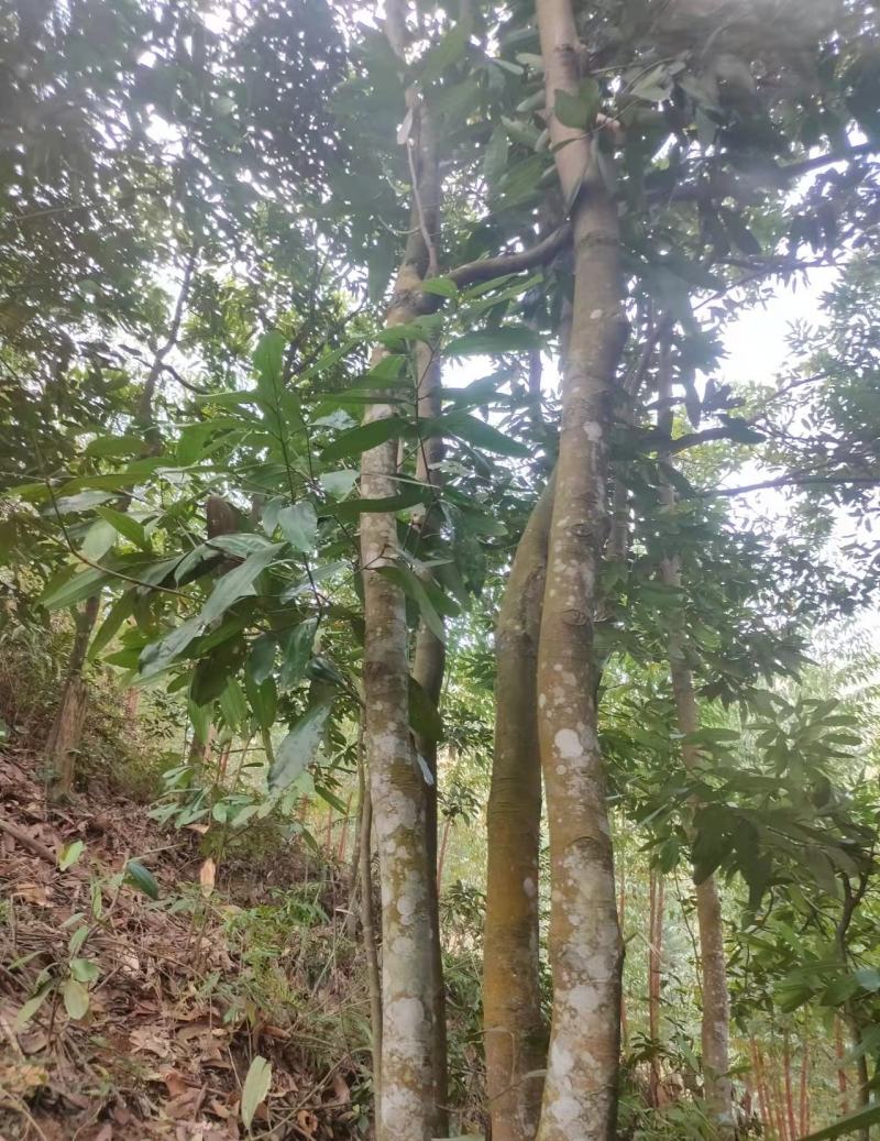 广西平南桂皮天然生晒无硫水洗无杂质适合做卤味香料