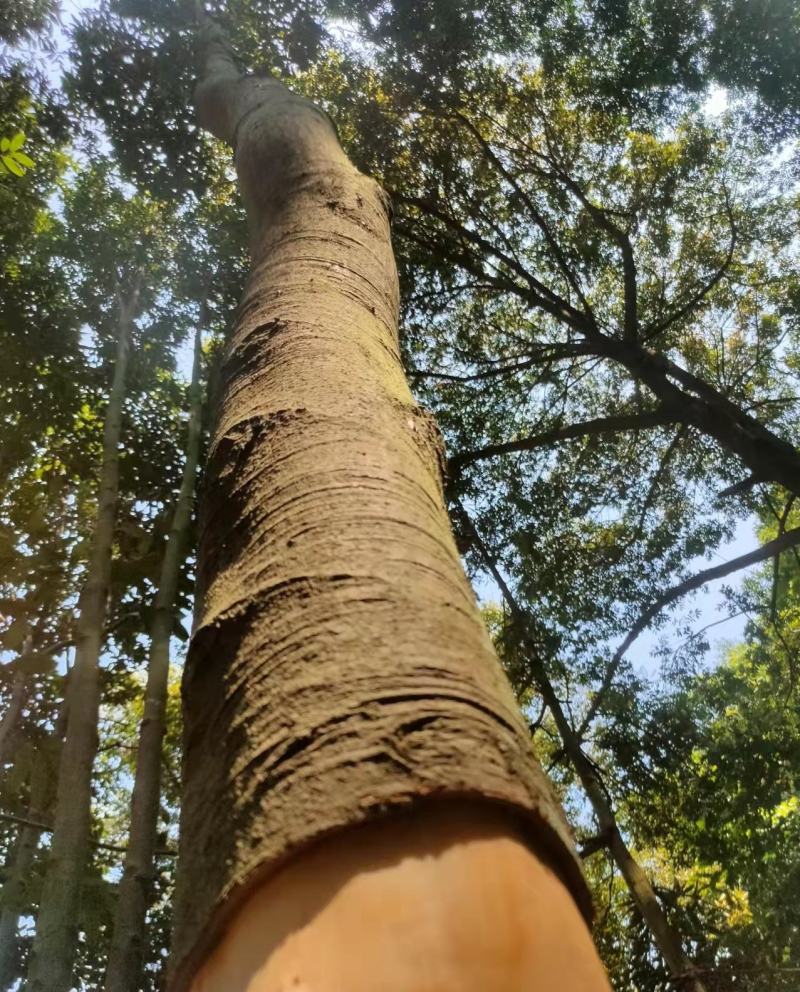 广西平南桂皮天然生晒无硫水洗无杂质适合做卤味香料