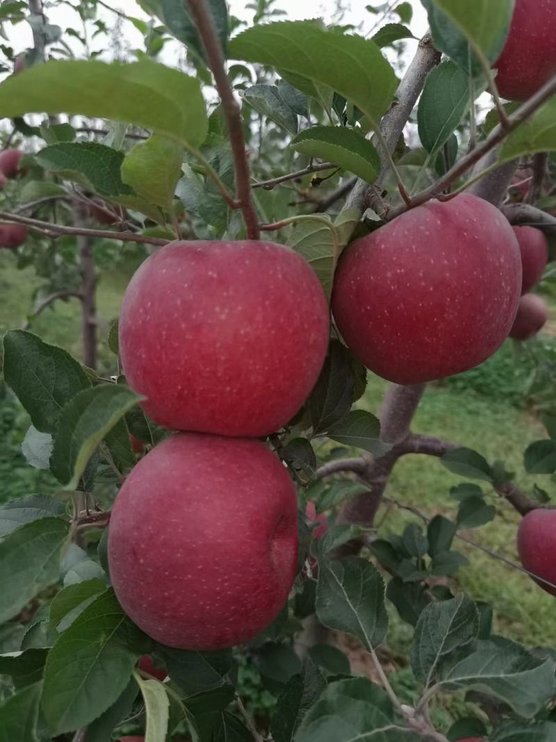 苹果昭通丑苹果云南高原水果嘎嘣脆苹果
