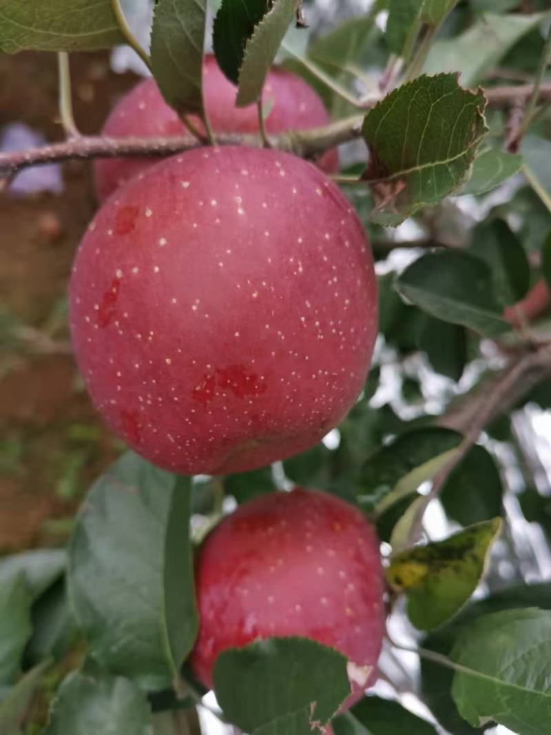 苹果昭通丑苹果云南高原水果嘎嘣脆苹果