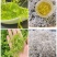 湖南湘西土家族苗族永顺县“毛坝云诗莓茶”野生莓茶