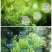 湖南湘西土家族苗族永顺县“毛坝云诗莓茶”野生莓茶