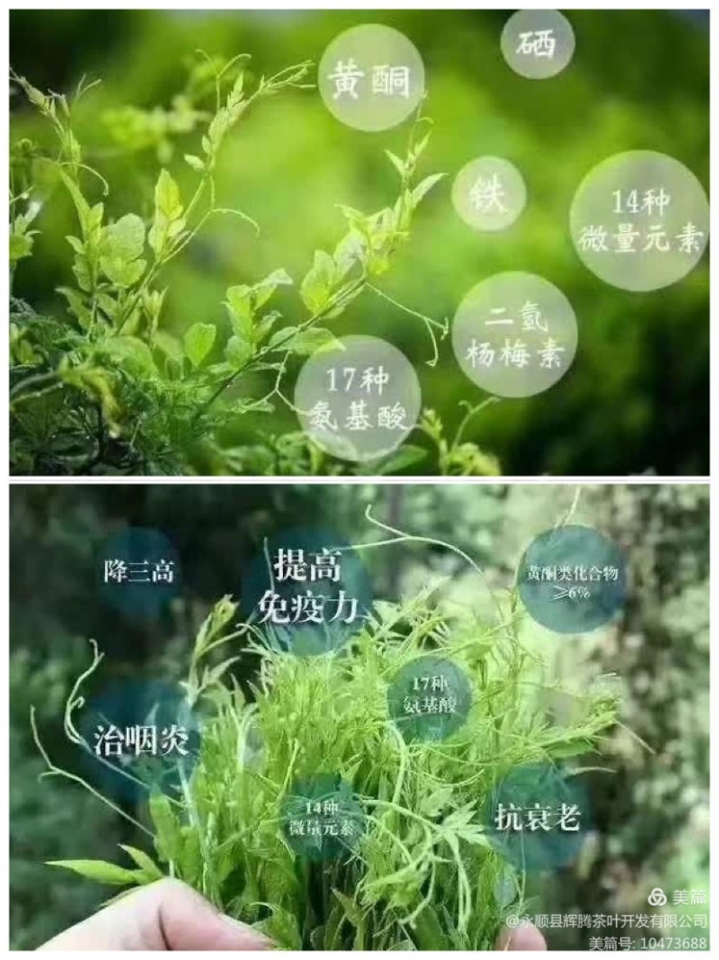 湖南湘西土家族苗族永顺县“毛坝云诗莓茶”野生莓茶