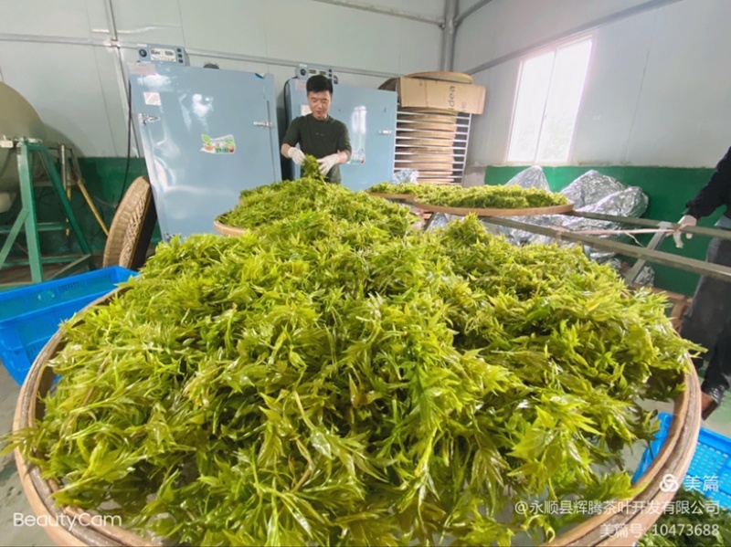 湖南湘西土家族苗族永顺县“毛坝云诗莓茶”野生莓茶