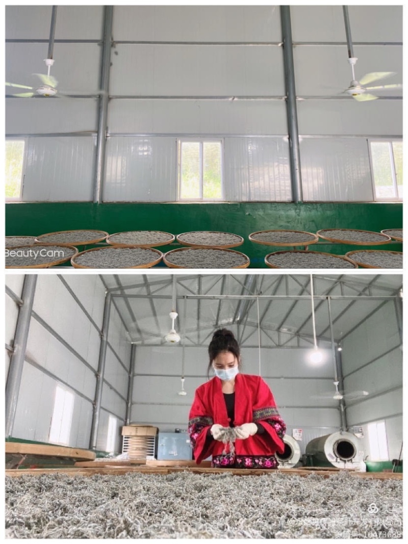 湖南湘西土家族苗族永顺县“毛坝云诗莓茶”野生莓茶