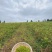 湖南湘西土家族苗族永顺县“毛坝云诗莓茶”野生莓茶