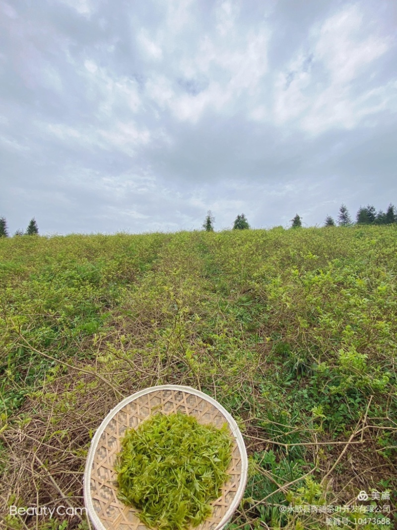 湖南湘西土家族苗族永顺县“毛坝云诗莓茶”野生莓茶