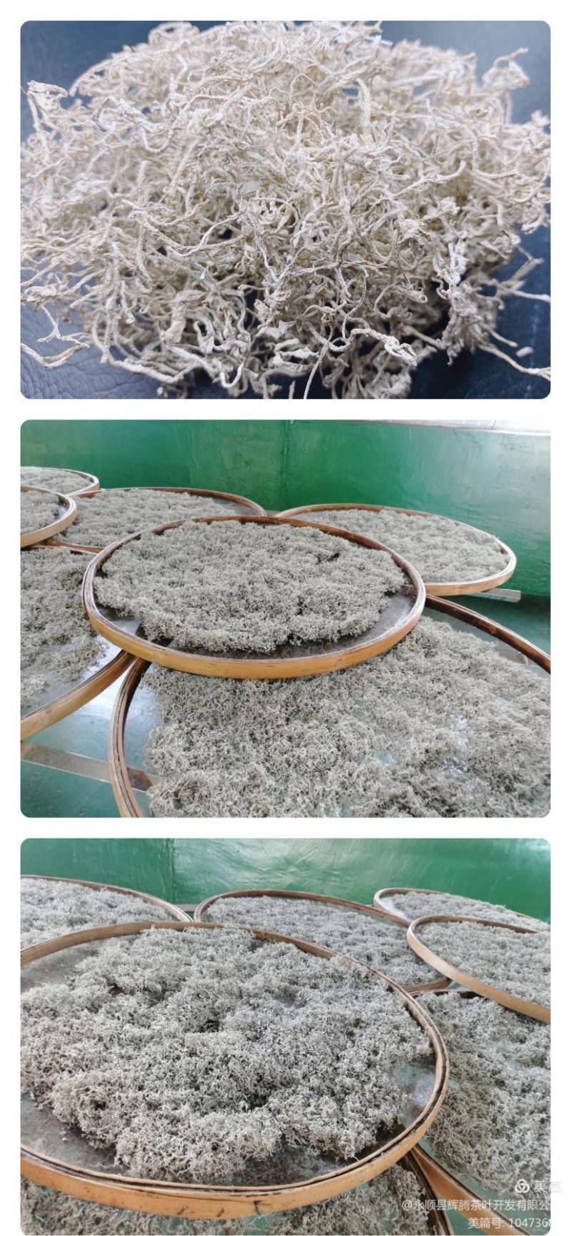 湖南湘西土家族苗族永顺县“毛坝云诗莓茶”野生莓茶