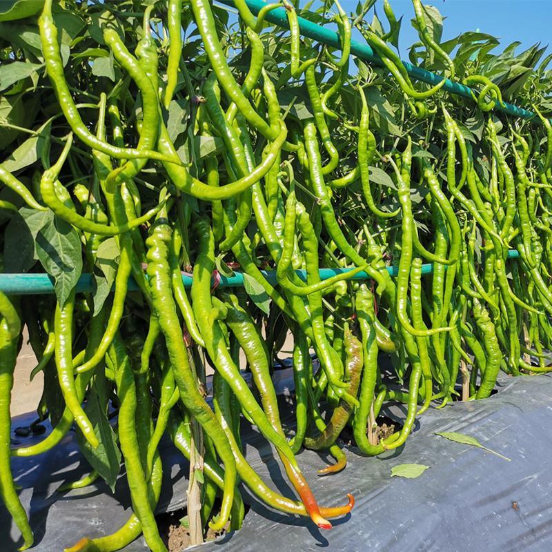 万斤亩线椒特长辣椒种子早熟一代杂交高产优质良种抗病基